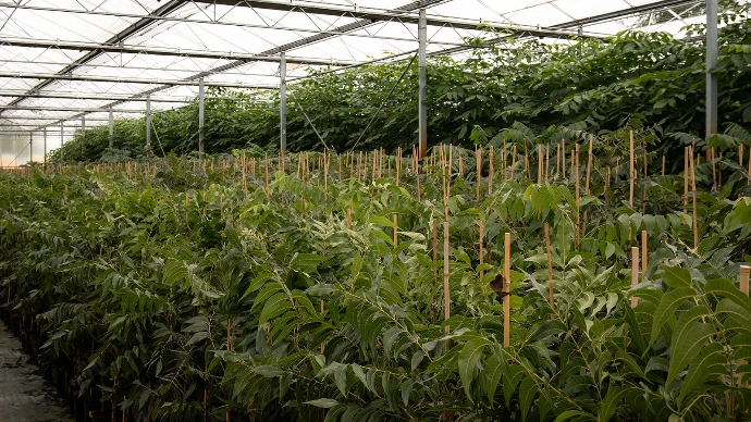 Rijen jonge pecannotenbomen (Carya illinoinensis) in de kas bij Boomkwekerij Nutrival