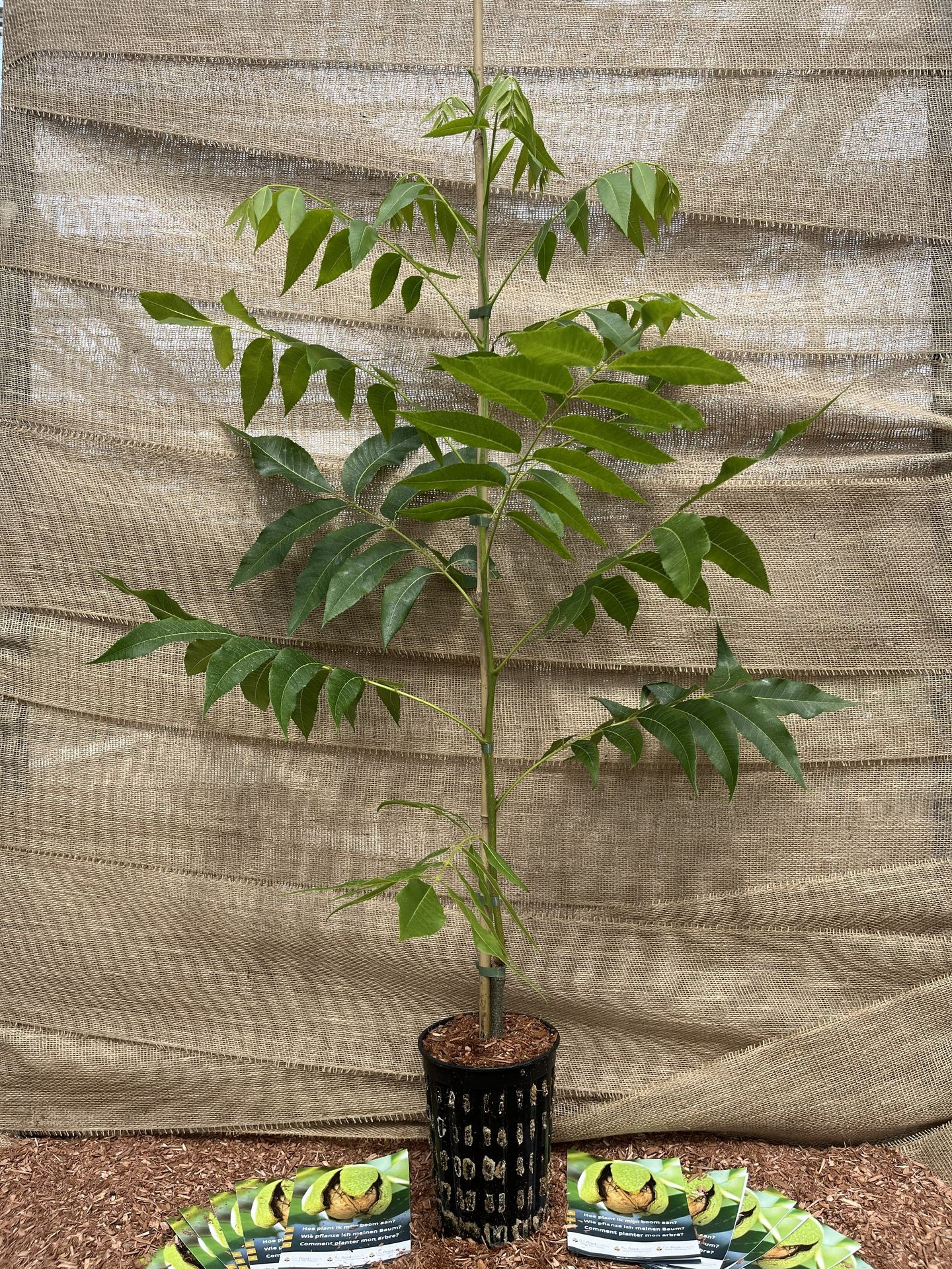Jonge geënte pecannotenboom Carya illinoinensis 'Pawnee' in container Jonge geënte pecannotenboom Carya illinoinensis 'Pawnee' in container