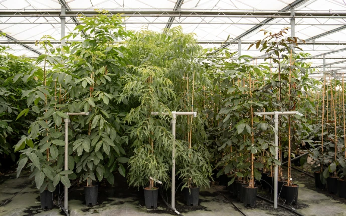 Jonge noten- en vruchtbomen