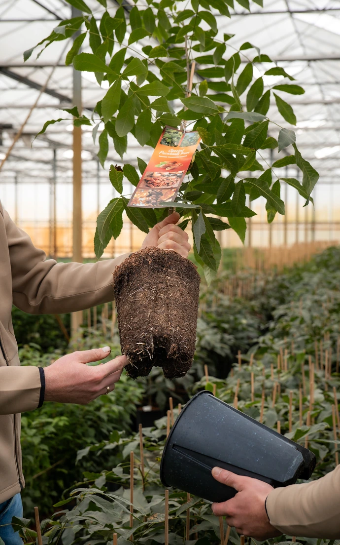 Jonge noten- en vruchtbomen