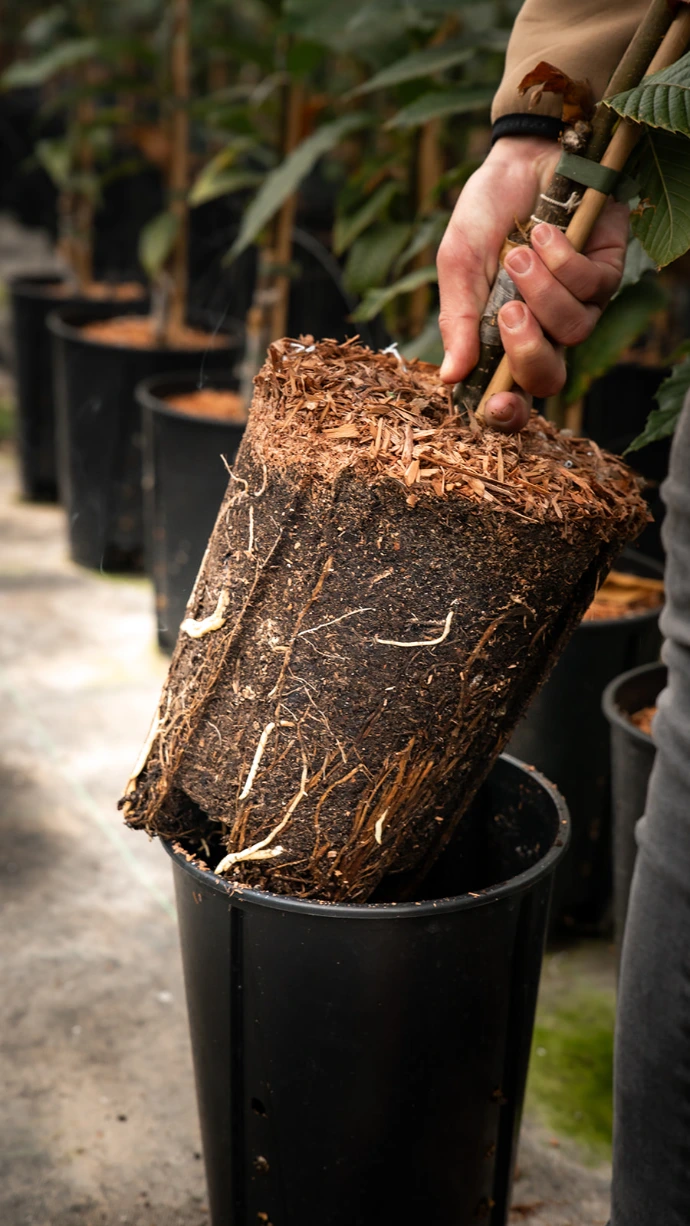 Jonge noten- en vruchtbomen