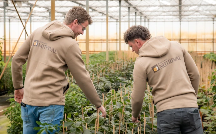 Boomkwekers in onze kwekerij