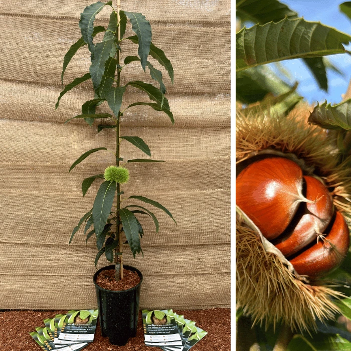 Castanea s. Dorée de Lyon